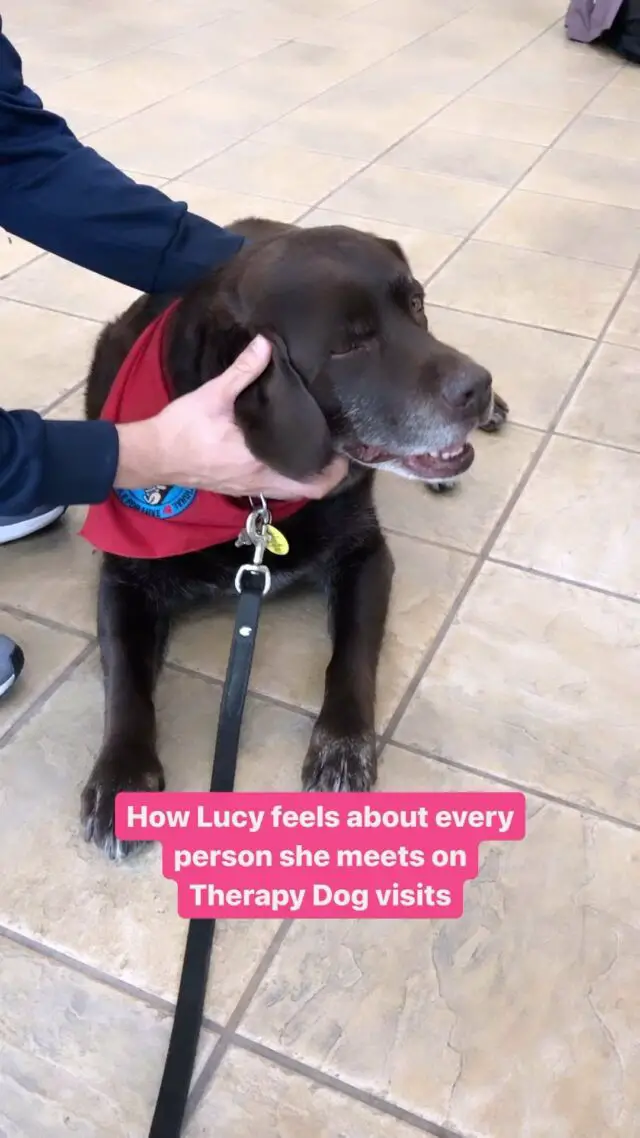 Lucy has so many admirers! We had a great time volunteering at Point Park University on International Women’s Day! 💖🐾

Did you know, Lucy has been a therapy dog for 5 years! We love volunteering because we get to meet new people and make them smile.