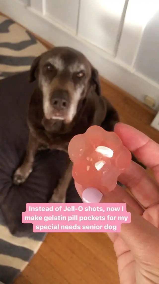 You can’t give your dog jell-o, but you can give them plain unflavored gelatin! I use it to make all kinds of treats and they’re perfect for hiding pills if your dog takes medication. 

It’s just like making jell-shots… dissolve the unflavored gelatin powder in a hot liquid, then combine with a cold liquid and refrigerate for a few hours. 

Burt and Lucy like fruity and savory gelatin treats. If it’s your first time making it, bone broth is a good one to try since your dog will be used to the flavor. 

Then you can get creative with watermelon like these ones!