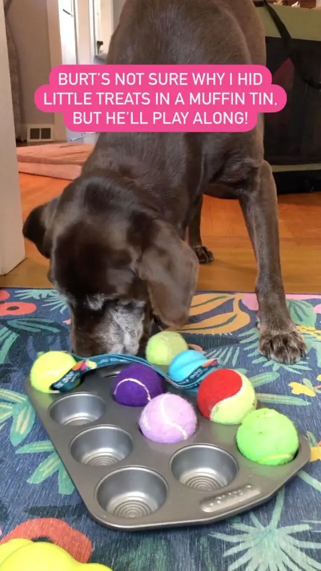 Do you ever do this with your dog? It’s an easy canine enrichment puzzle using a muffin tin, small treats and whatever balls or toys you can find around the house!

We usually use the more complex puzzles that I have, but this was actually really fun and the dogs were more gentle with it, actually using their noses to find the treats rather than flipping the whole thing over! 

I’ll be teaching a session about Canine Enrichment and sharing 3 simple games like this at the Dog Owners Summit tomorrow! Over 30 pet experts will be teaching you all about dog health, behavior and more. Everyone in my email list got the link… did you?