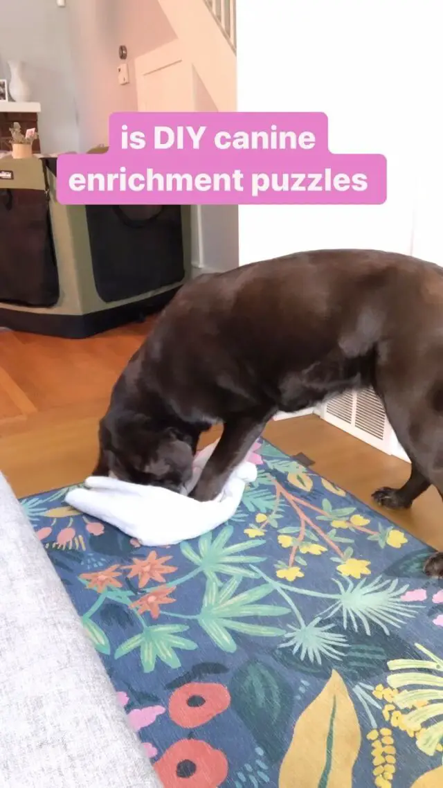 Another DIY enrichment puzzle for you! 🧩 This one is just as fun and easy as the muffin tin treat hunt! It’s a little more challenging because your dog needs to use their nose to find treats rolled up in the towel and unravel it. 

You can use a small towel or a big towel. If you’ve never done this before, start small and use very smelly treats so your dog can find them easily. 

Enrichment should always be FUN never frustrating. 🐾😄 

I’ll be teaching more about Canine Enrichment and sharing a 3rd fun game at The Dog Owners Summit later today!