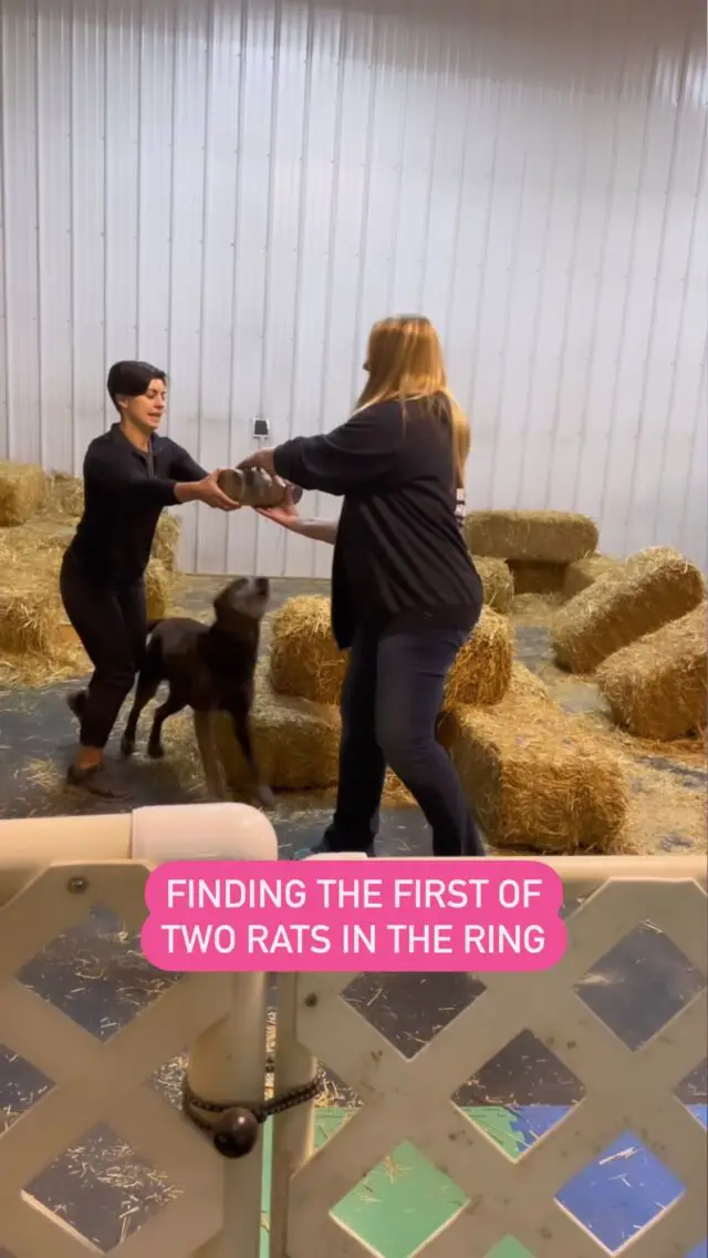 Curious about barn hunt? This was our first run of the day. Found 1 rat!! 🐀 And had a lot of fun!

Winning isn’t everything, Burt was having the best time and that’s what matters 💖🐾 

Want to see more about how the trial works? I took a few behind the scenes videos 😄