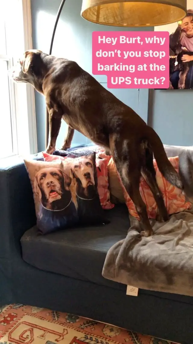 It’s a work in progress (Burt just doesn’t know it). One day he will be immune to the evil power of the UPS truck!!! 

What is your dog’s arch enemy?