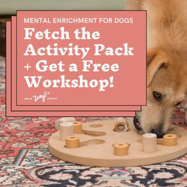Do you want to build your dog's brain power, boost their confidence and strengthen the bond you share? Grab my Mental Enrichment Activity Pack for Dogs! ⁣
⚡️This weekend only I have a Black Friday promo!! ⚡️

 Sign up now and get a BONUS exclusive Live Workshop about Canine Enrichment! You'll be able to ask me anything about enriching your dog’s life and get personalized recommendations.

This workshop will be held on Monday, Dec 11 at 7pm EST, it will be recorded and available to anyone who signs up for the Activity Pack from November 24-26. 

No promo code needed, just go to the link in my B I O 🐾