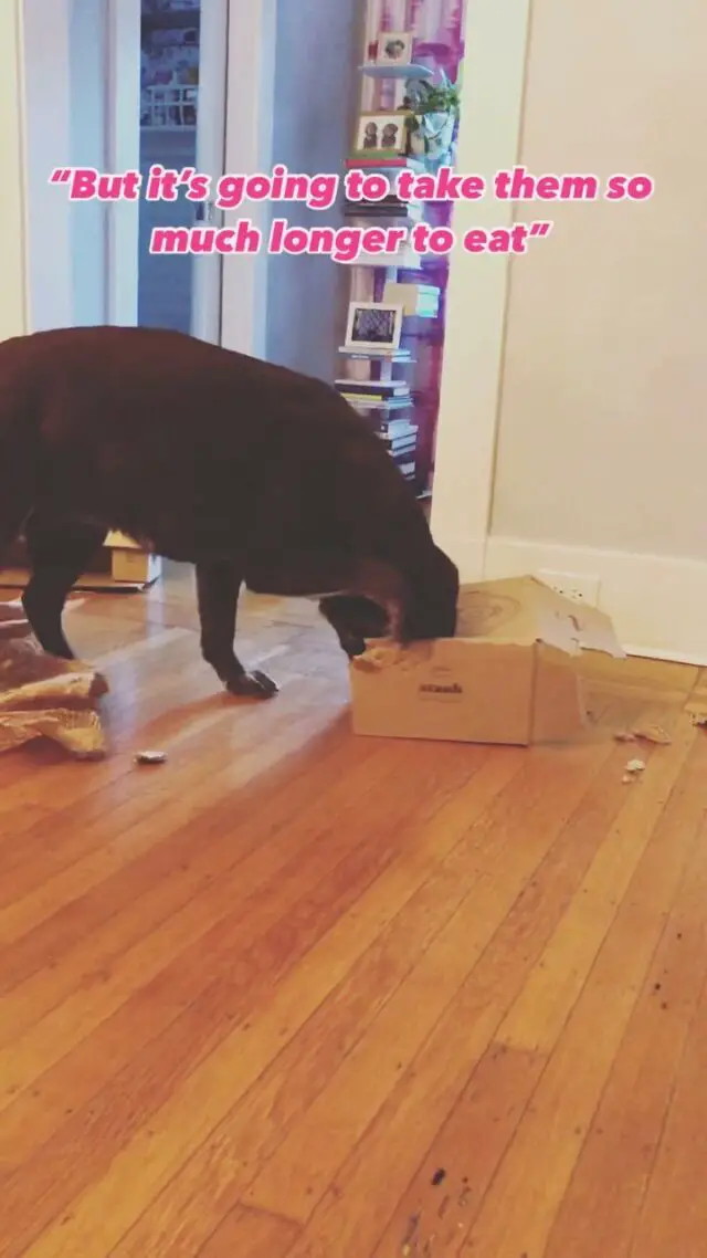 Monday night is when the trash goes out so we have a Busy Box dinner on the agenda tonight!📦

Have you ever created a busy box for your dog? I use this DIY enrichment puzzle to feed dinner with kibble. But you could also use dry treats or try hiding a stuffed toy in one of the containers!

Make meal time more enriching for your dog 😃🐾