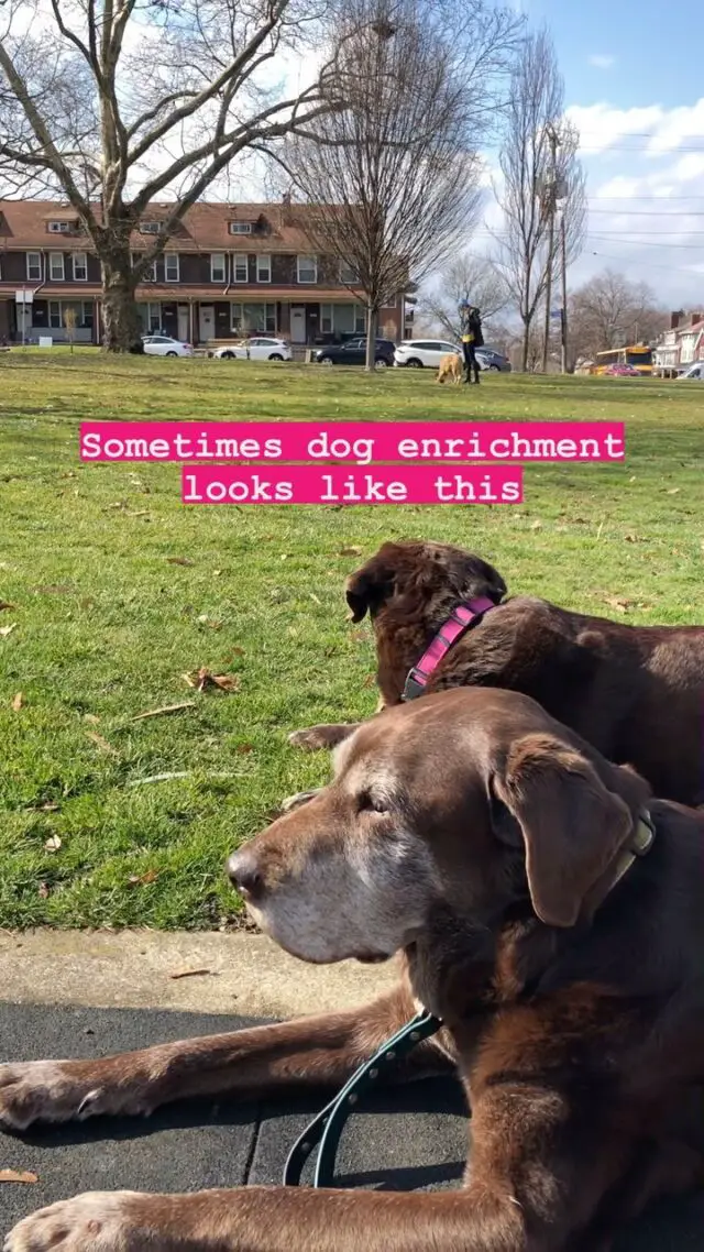 Passive enrichment is just as important as active enrichment 🙌🏽 

It’s because of calming enrichment activities that Burt and Lucy are able to lay here calmly while two major triggers pass by - another dog and a school bus. 🐾🚌

What would your dog do in this situation?

Learn how to teach them calming activities in my Mental Enrichment Activity Pack for dogs! I have 10 creative activities that will build your dogs confidence, brain power and their bond with you. 

Link in bio 😉