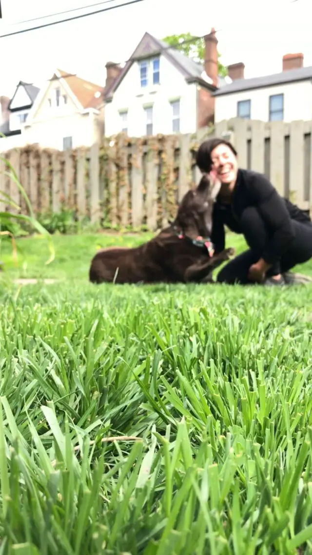 You found me 🐾 follow @tmistick for canine enrichment, senior dog adorableness, dog product recommendations and a peek behind the scenes of running my pet business! 

I’m so grateful to have the community of pet lovers here! 🐕‍🦺 Welcome!

#dogenrichment #canineenrichment #dogtrainingtips #petproducts #seniordogsrock #olderlabs #seniorlabrador #chocolatelabrador #pittsburghpa #dogblogger