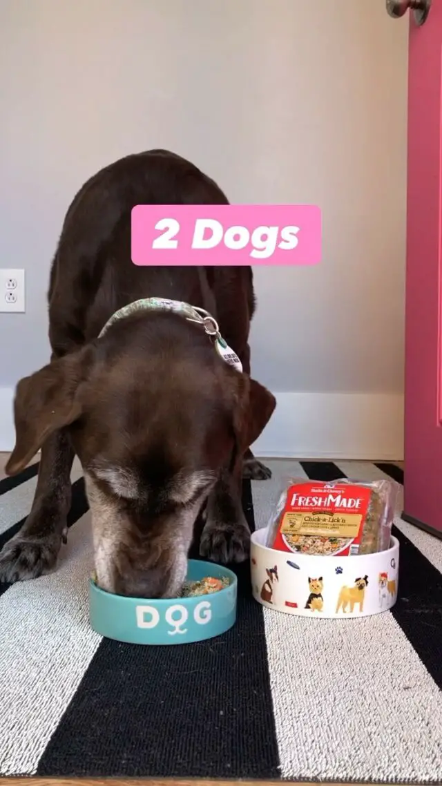 2 great lab-tested ways to enjoy @stellaandchewys new FreshMade! 🐾😍 #ad 

These brand-new recipes are gently cooked and sold frozen at your favorite pet supplies shop. Just thaw and serve as a whole meal or a topper. 🙌🏽

I wanted to get a video of Burt and Lucy each sitting in front of their bowls... but this tasty food was too irresistible! Definitely Lab Approved! 🐾🐾

#stellasquad #stellaandchewys